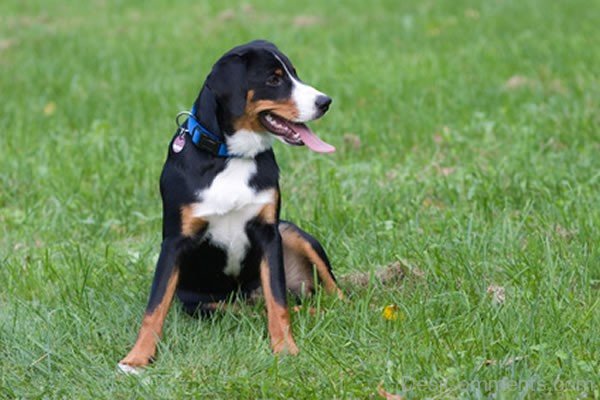 Appenzeller Sennenhund PhotoADB02108-Dc69608