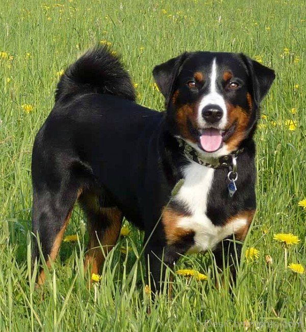 Appenzeller Sennenhund Picture