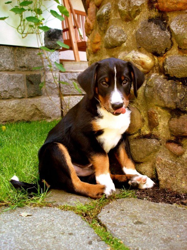 Appenzeller Sennenhund Puppy Image