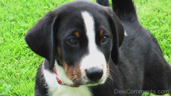 Appenzeller Sennenhund Puppy