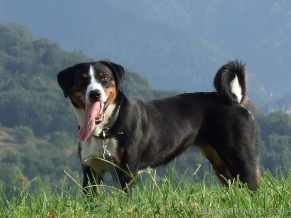 Appenzeller Sennenhund Standing