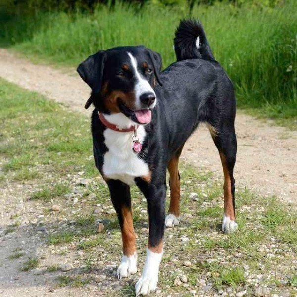 Appenzeller Sennenhund Strong Dog Breed