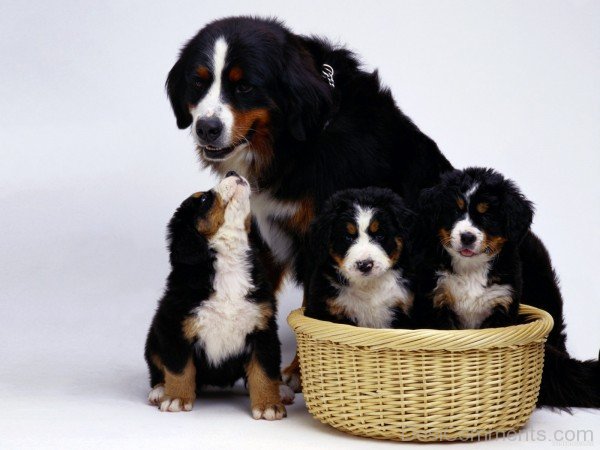Appenzeller Sennenhund With Puppies