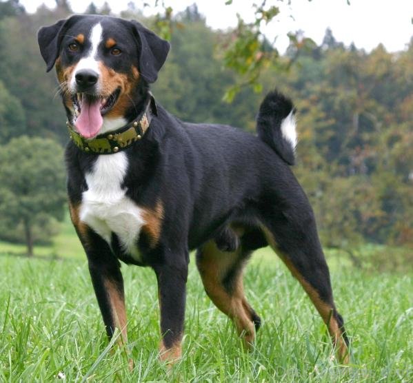 Appenzeller Sennenhund