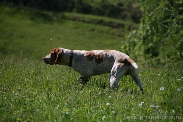 Ariege Pointer