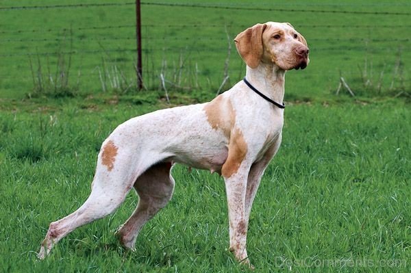 Ariege Pointer Dog