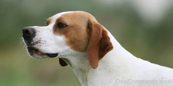 Ariege Pointer Dog Closeup-ADB98506DC1204