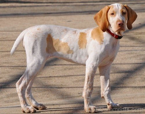 Ariege Pointer Dog Image