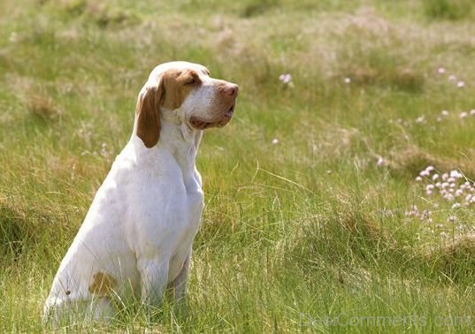 Ariege Pointer Dog In Field