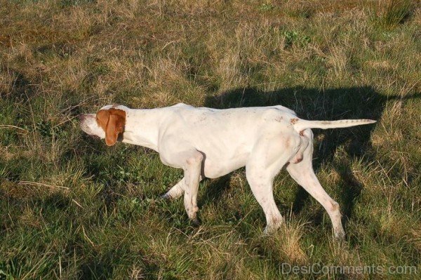 Ariege Pointer Dog In Forest