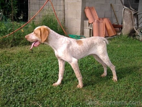 Ariege Pointer Dog In Garden