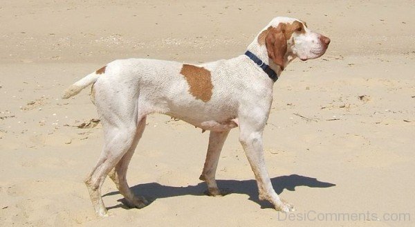 Ariege Pointer Dog In Mud