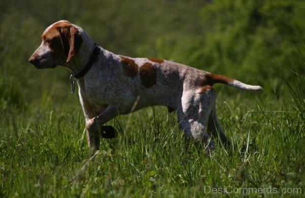 Ariege Pointer Dog On Grass-ADB98524DC1224