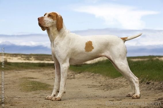 Ariege Pointer Dog On Road