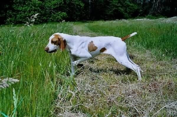 Ariege Pointer Dog Photo