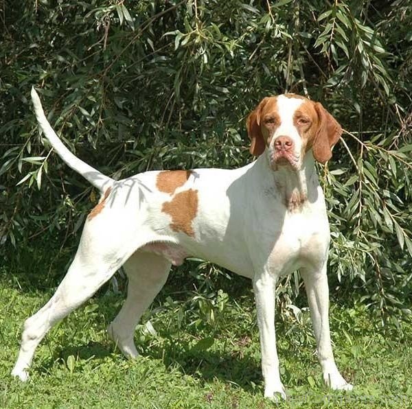 Ariege Pointer Dog Picture-ADB98521DC1221