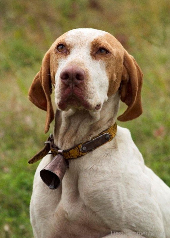 Ariege Pointer Dog Wearing Bell