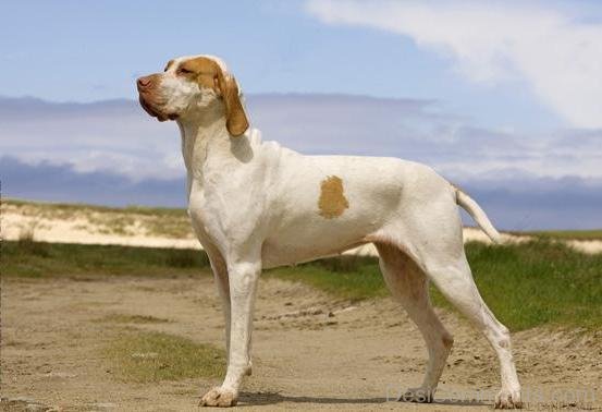 Ariege Pointer On Road