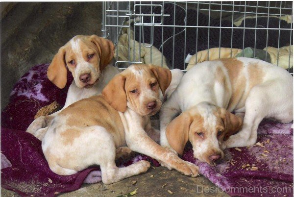 Ariege Pointer Puppies-ADB98525DC1225