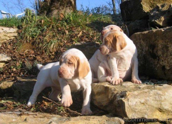 Ariege Pointer Puppies Image