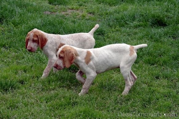 Ariege Pointer Puppies In Field