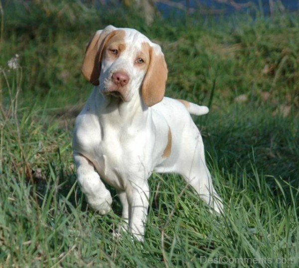 Ariege Pointer Puppy On Grass