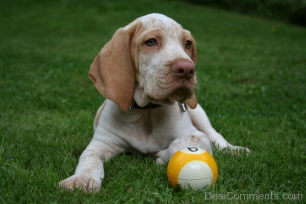 Ariege Pointer Puppy With Ball