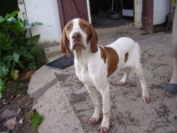 Ariege Pointer White Dog