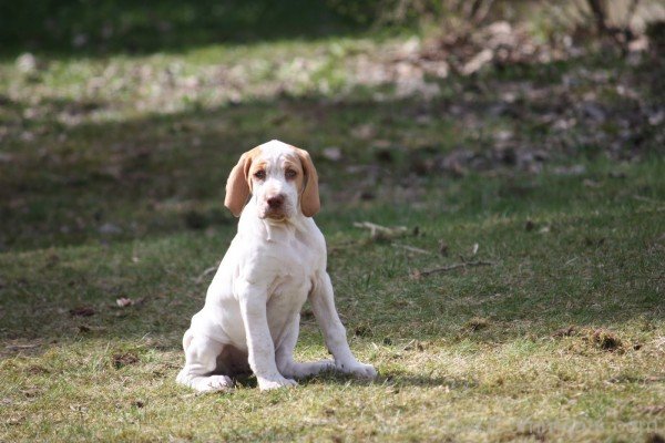 Ariege Pointer White Puppy-ADB98528DC1228