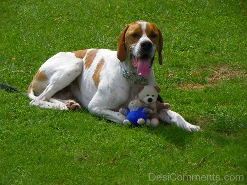 Ariege Pointer With Toy