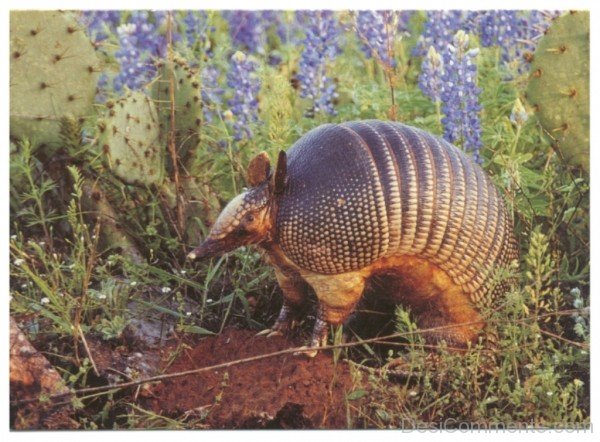 Armadillo 2-db011