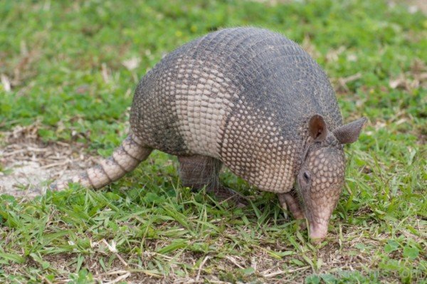 Armadillo Eating Grass-db013