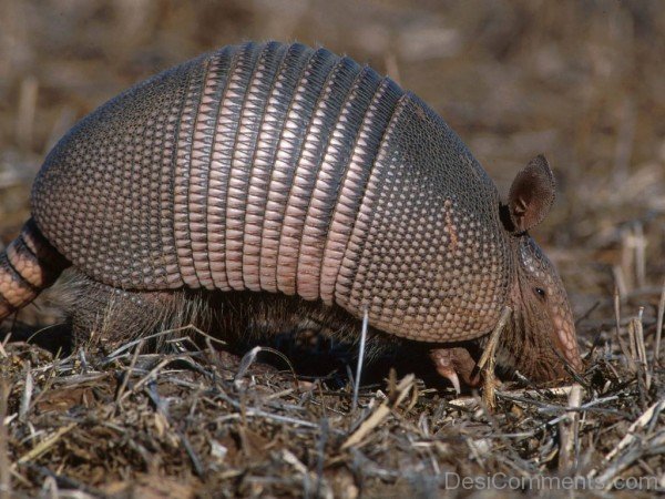 Armadillo Eating-db014