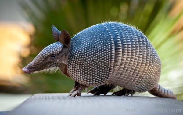 Armadillo Image-db015