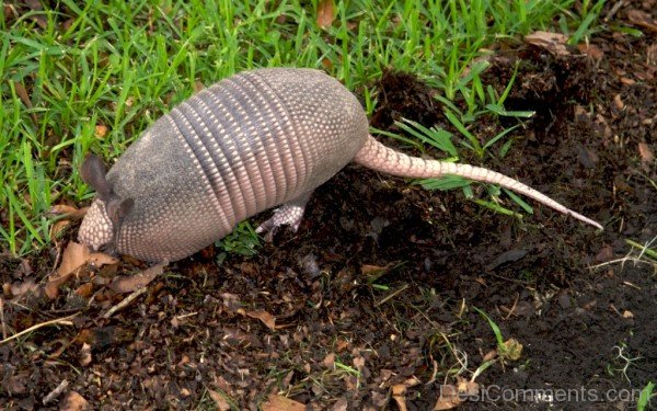 Armadillo In Mud-db018