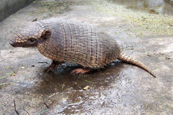 Armadillo In Zoo-db019