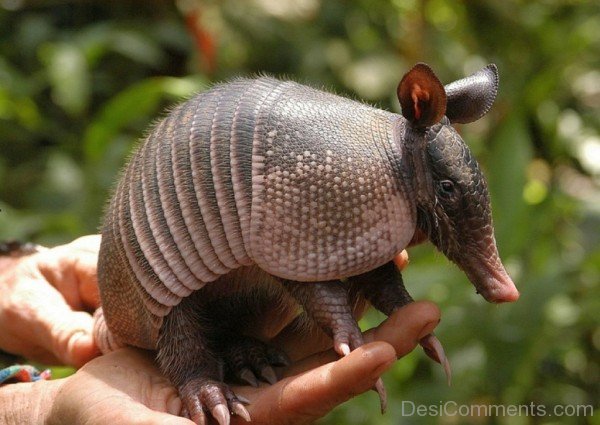 Armadillo Little Baby-db020