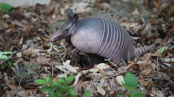 Armadillo On Dry Leves-db021