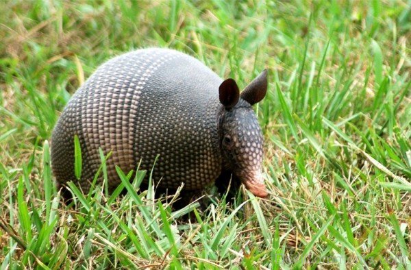 Armadillo On Grass-db022