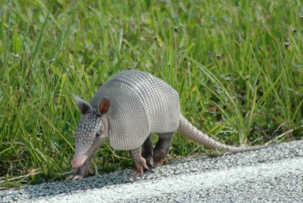 Armadillo On Road-db023