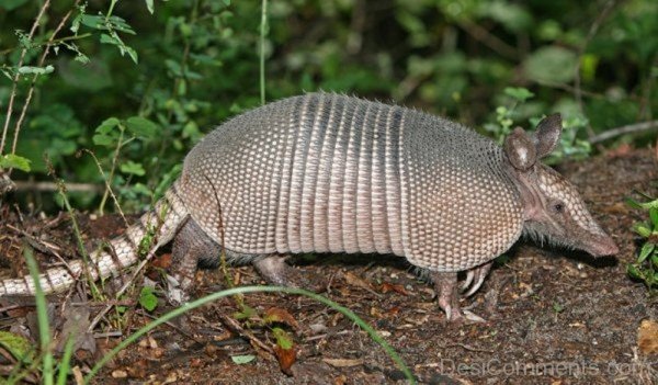 Armadillo On Sand-db024