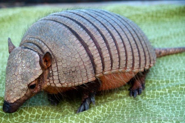 Armadillo On Sheet-db025