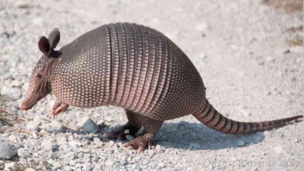 Armadillo Photo-db026