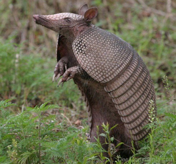 Armadillo Standing-db029