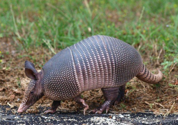 Armadillo Walking On Road-db031