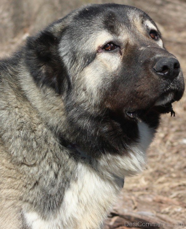Armenian Gampr Dog Closeup-ADB014516DC02116