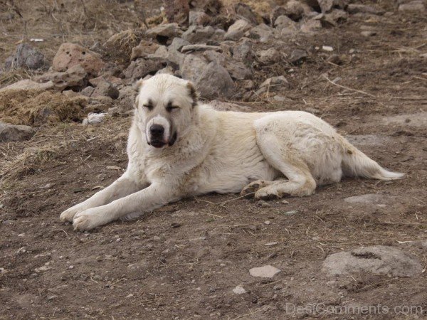 Armenian Gampr Dog On Sand-ADB014509DC02109