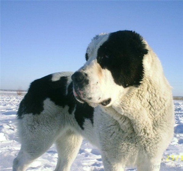 Armenian Gampr Dog On Snow-ADB014503DC02102