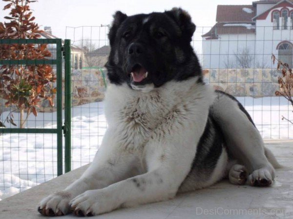 Armenian Gampr Dog Photo-ADB014501DC02103
