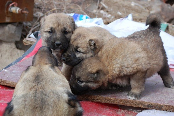 Armenian Gampr Dog Puppies-ADB014515DC02115